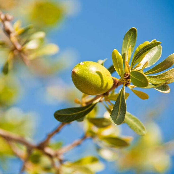 Argan Kernel Oil (Argania Spinosa) Nourishing and…